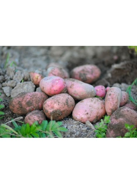 Ziemniaki czerwone Bellarosa (Kopeć)