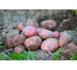 Ziemniaki czerwone Bellarosa