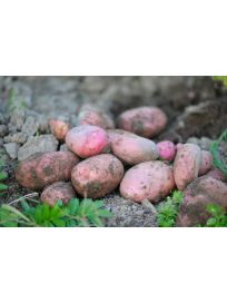 Ziemniaki czerwone Bellarosa