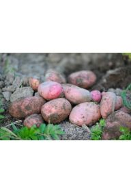 Ziemniaki czerwone Bellarosa (Kopeć)